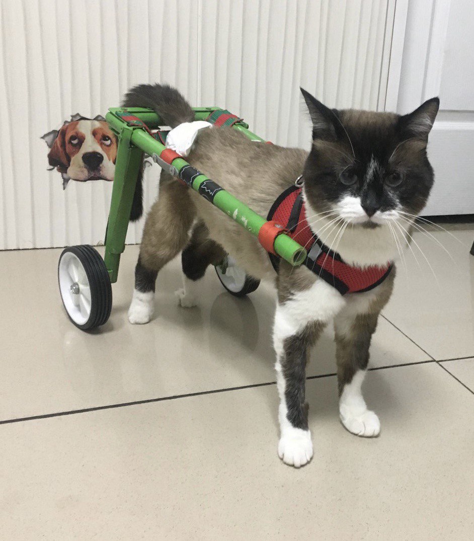 Ветеринарна клініка Київ Лівий берег — повний спектр ветеринарних послуг.