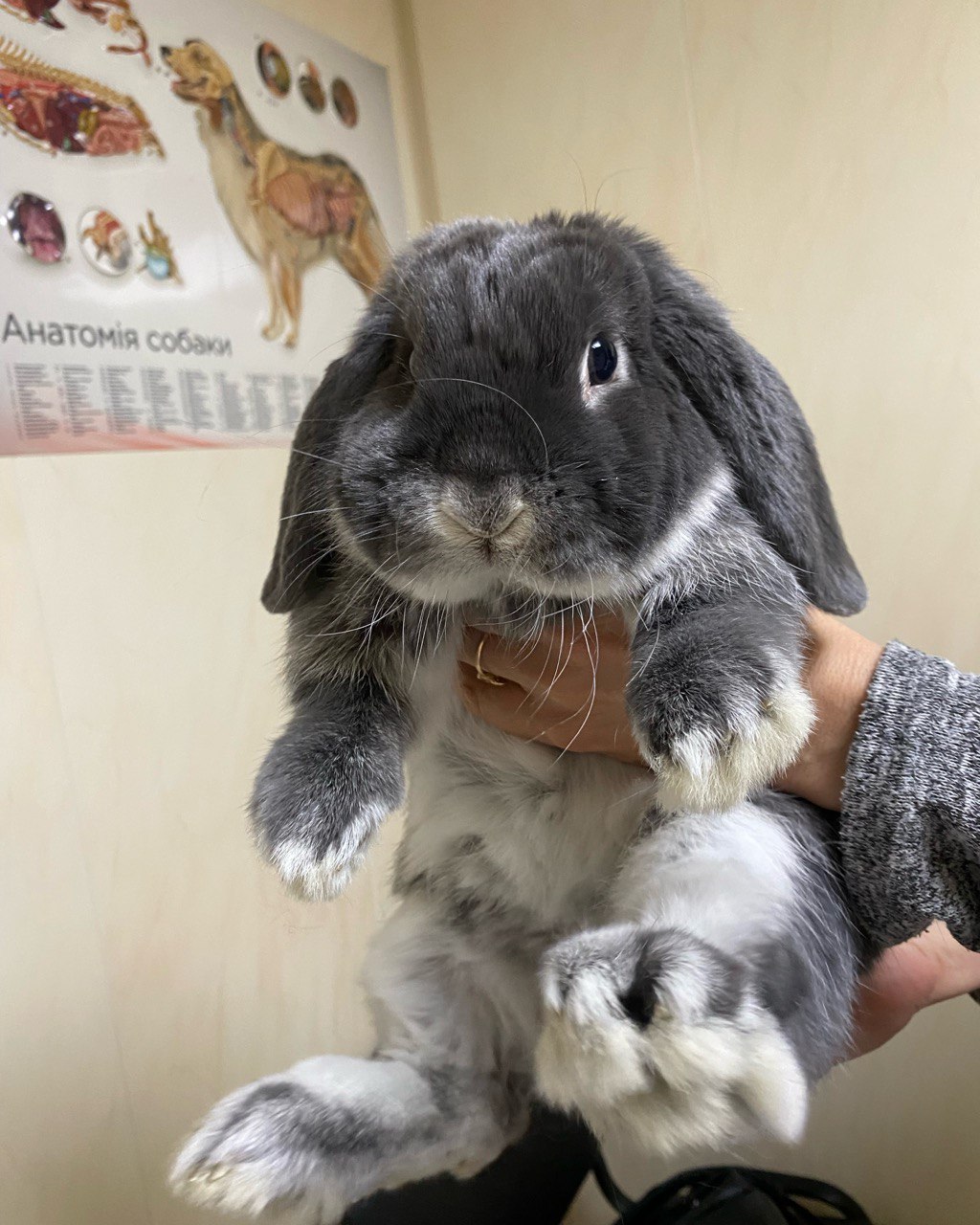 ветеринарна клініка розташована в Києві, Дарницький район, вул. Тростянецька 4/2.