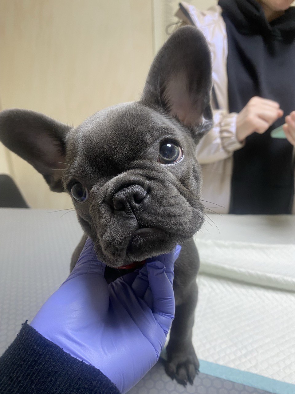 ветеринарна клініка розташована в Києві, Дарницький район, вул. Тростянецька 4/2.